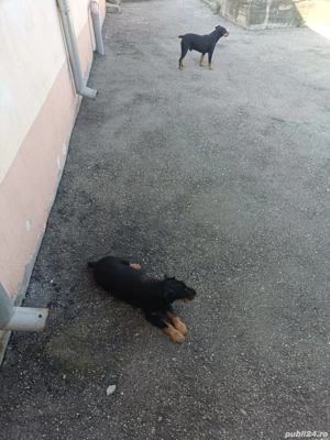 Căței Jagdterier  - imagine 4