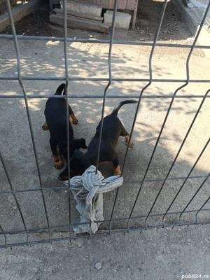 Căței Jagdterier  - imagine 2