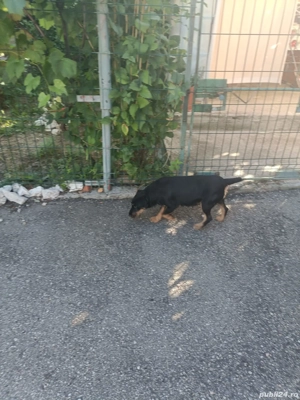 Căței Jagdterier  - imagine 5