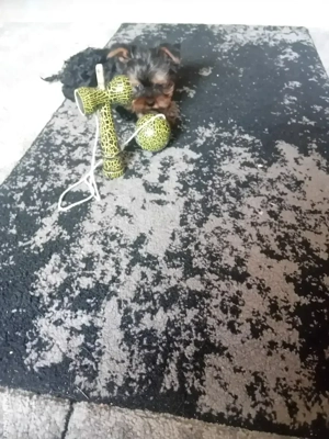 Yorkshire terrier mini toy 
