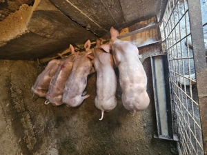 Vand purcei petreni puri - imagine 3