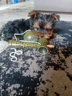 Yorkshire terrier mini toy  - imagine 2