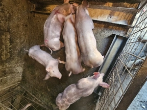 Vand purcei petreni puri - imagine 2