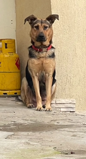 Pui Ciobanesc German - imagine 8