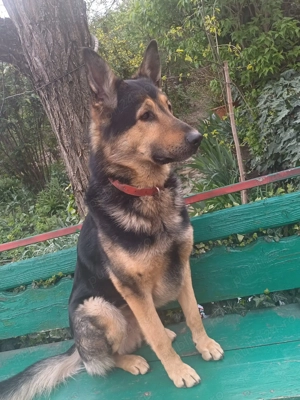 Pui Ciobanesc German - imagine 9