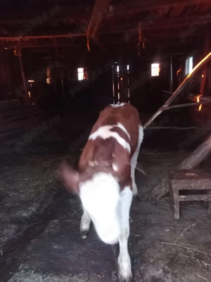 Vând vitică  - imagine 2