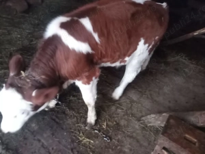 Vând vitică  - imagine 3