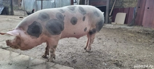 vand porci  - imagine 2