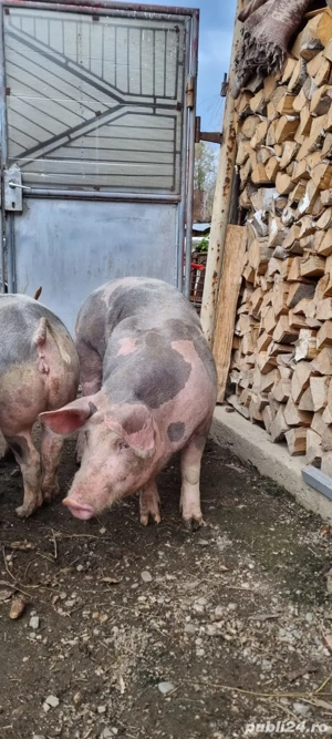 vand porci  - imagine 4