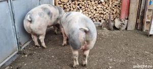 vand porci  - imagine 3