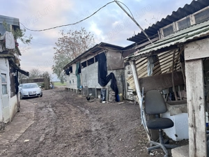 Vând fermă de vaci Jud. Arad - imagine 4