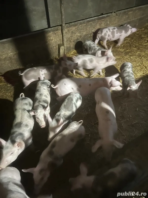 vind purcei intarcati 