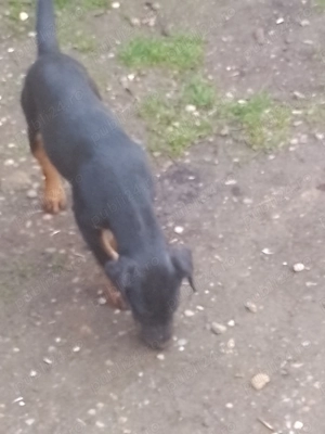 Cățel jagdterrier femelă 