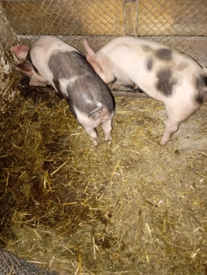 Purcei de vanzare!!! 