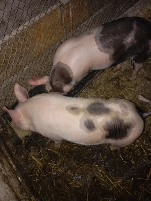 Purcei de vanzare!!!  - imagine 3