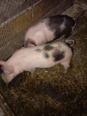 Purcei de vanzare!!!  - imagine 4