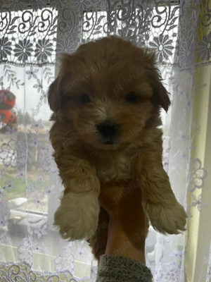 Bichon Havanese Mini - imagine 2