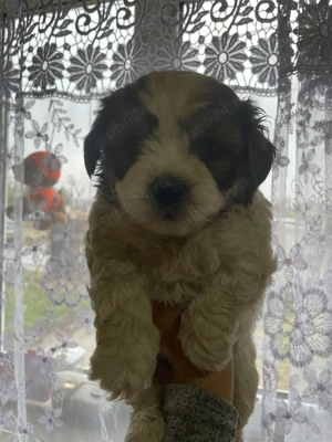 Bichon Havanese Mini - imagine 3
