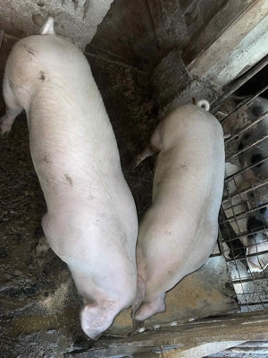 Porci de vânzare 