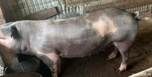 scroafă pietrean de vânzare 