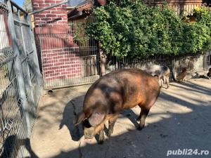 porci de vanzare pentru taiat