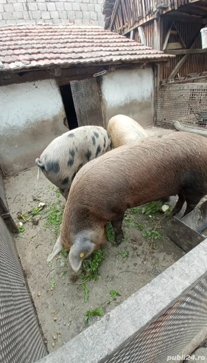 Porci de diferite rase  - imagine 2