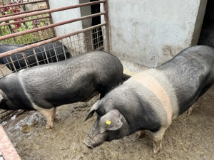 Porci Bazna de vânzare! - imagine 2