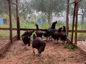 Familie Combatant indian de vânzare 