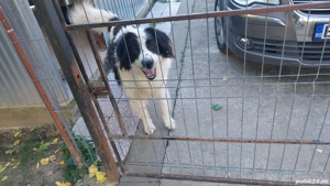 Căței de vanzare  - imagine 4