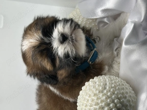 Cățeluși shih tzu , caută căsuță nouă ! - imagine 2