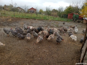 Curci și curcani din primăvară  - imagine 3