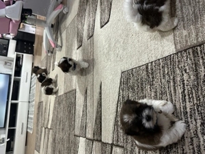 Cățeluși shih tzu , caută căsuță nouă ! - imagine 5