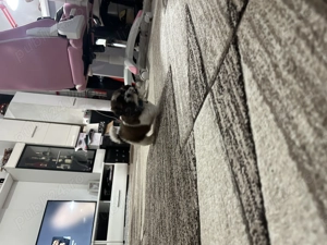 Cățeluși shih tzu , caută căsuță nouă ! - imagine 4