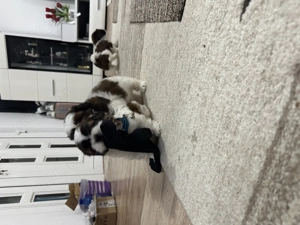 Cățeluși shih tzu , caută căsuță nouă ! - imagine 3