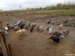 Curci și curcani din primăvară  - imagine 2