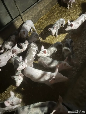 vind purcei intarcati