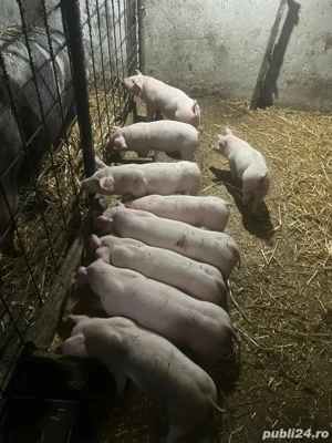 vind purcei intarcati