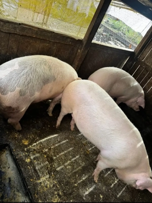 Porci pentru sacrificat 
