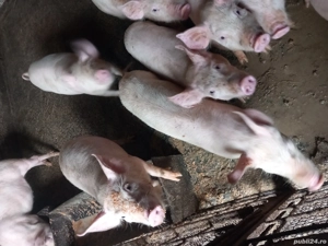 vand purcei - imagine 5