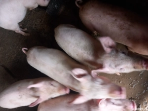 vand purcei - imagine 2