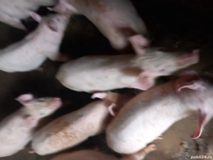 vand purcei - imagine 3