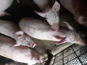 vand purcei - imagine 4