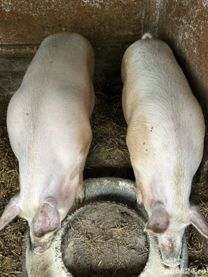 porci de craciun  - imagine 5