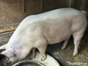 porci de craciun  - imagine 3