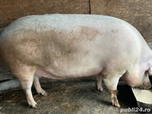 porci de craciun  - imagine 4