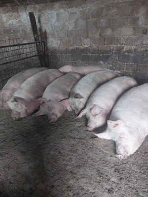 Porci crescuți natural 250-280kg