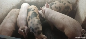 vand porci pentru sacrificat 