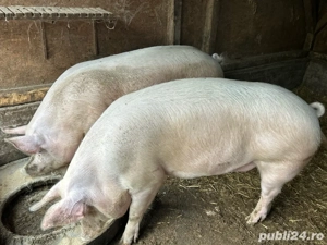 porci de craciun  - imagine 2