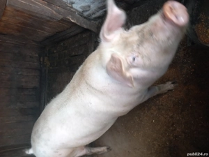 vand doua purcele   sau schimb cu vaca buna cu lapte  dau diferența unde este cazul  - imagine 4