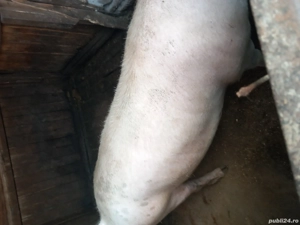 vand doua purcele   sau schimb cu vaca buna cu lapte  dau diferența unde este cazul  - imagine 5